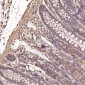 Anti-Cyclin B1 CCNB1 Rabbit Monoclonal Antibody